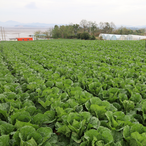 깊은 맛과 아삭함이 살아있는 밥도둑 묵은지