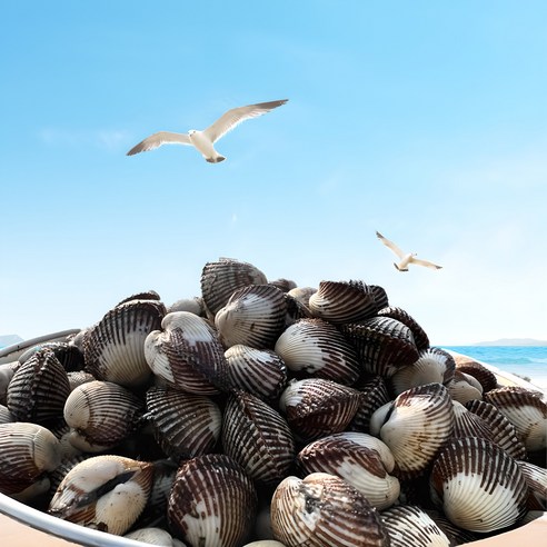 갯벌의 보석, 벌교 새꼬막의 풍요로운 맛과 향을 만나다 벌교꼬막
