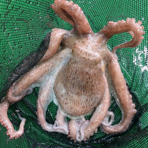 산채로 보내는 신선도 최상 당일바리 자연산 통영 돌문어 생물, 돌문어 1Kg(생물/2-4미내외), 1개