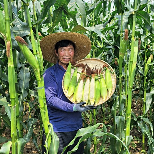 강원도 찰옥수수 산지직송, 5개