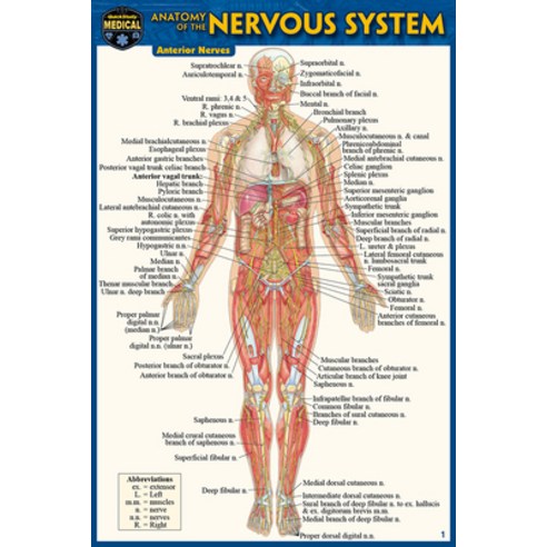 Anatomy of the Nervous System (Pocket-Sized Edition -4x6 Inches) Other, Quickstudy Reference Guides