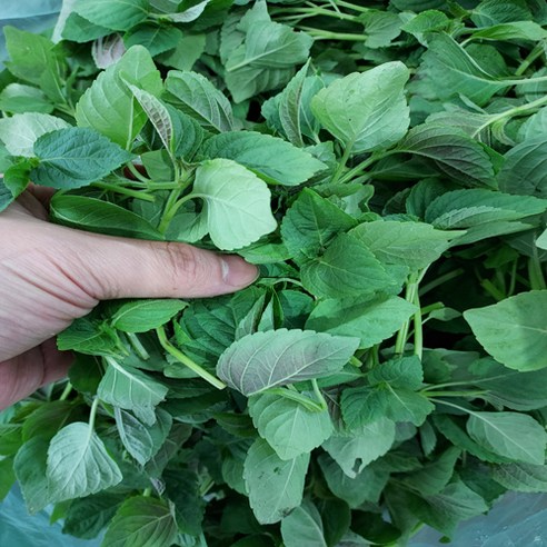 공룡나라 농산물 깻순 깨순 깨순잎 어린깻잎 들깨순 1kg, 1개