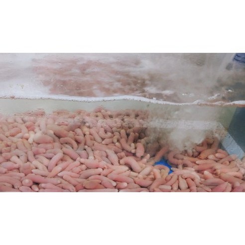 싱싱한 국내산 개불, 낚시의 즐거움을 더하다