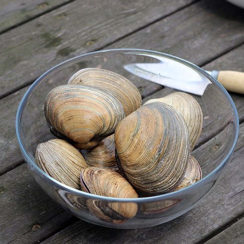 국내산 거제도 자연산 개조개 대합: 바닷속의 진미 맛보기