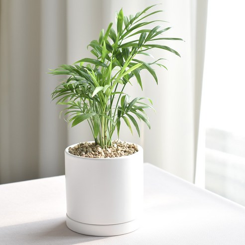 깨끗한 공기와 세련된 인테리어를 한 번에