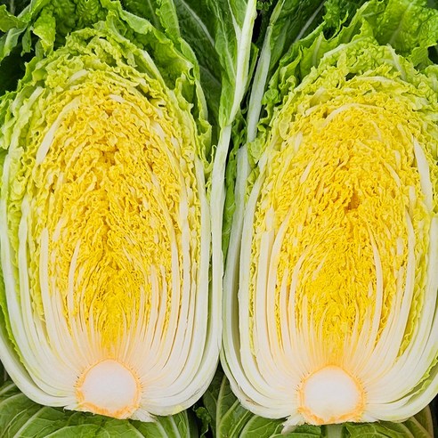 넉넉하고 신선한 농장직송 해남 알배추