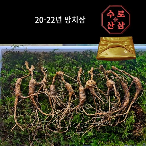 20~22년 방치삼 야생삼 씨삼 수로산삼, 5개