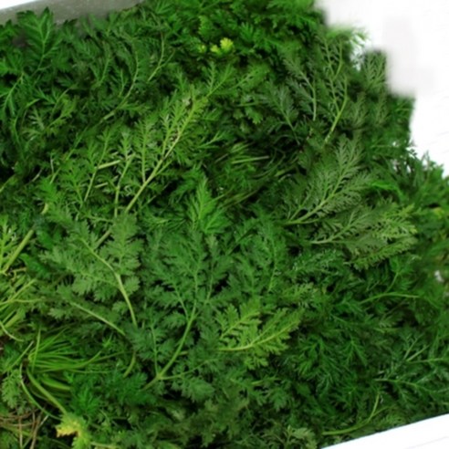 개쫑쑥생초 1kg - 잘키운 국산 개똥쑥생잎