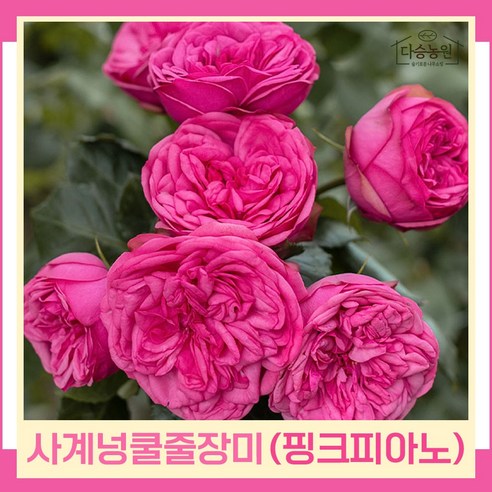 장미나무 묘목 피스사계줄장미 정원 PP 핑크피아노 포트묘 1개