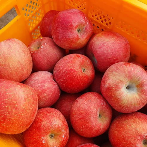 [사과농사만 37년째] 농장직송 세척사과 부사사과, 1세트, 선택2