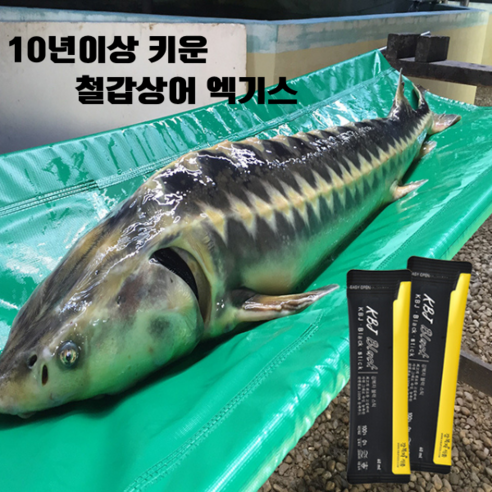 강복자 철갑상어즙 60ml x 60팩 + 랜덤샘플 / 운동선수보양식 기력회복 국내산 철갑상어 진액 효능, 60개