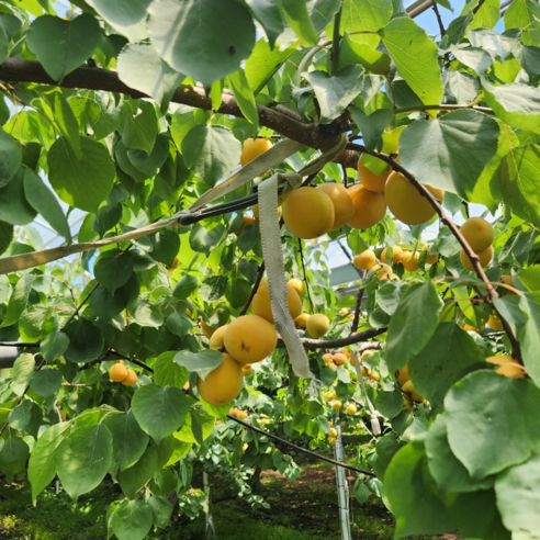 새벽의 싱그러움을 담은 말랑촉촉 제철 살구