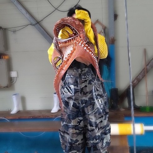 통영에서 직송된 신선한 당일조업 자연산 생물 돌문어