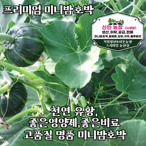 꿀맛 미니밤호박 단호박 보우짱 미니 밤호박, 1박스, 4kg 중 (300~400g)