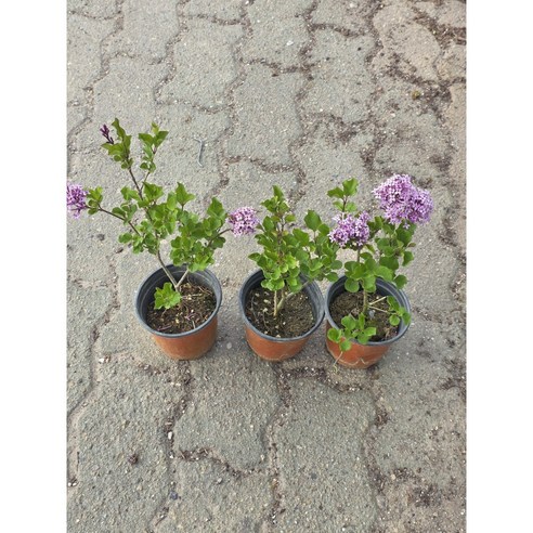 향긋한 라일락 향기로 일상에 활력을 더하세요!