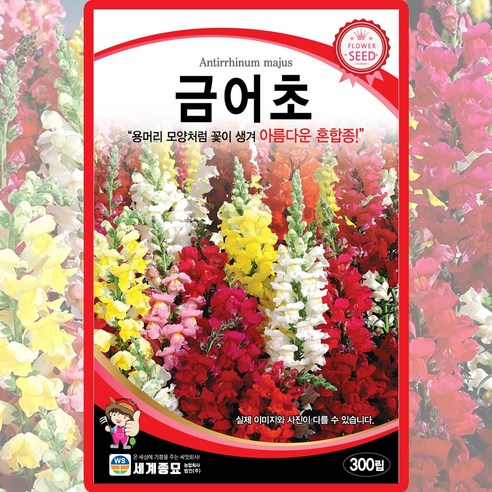 플록스 300립 꽃잔디씨앗 종자 꽃밭 혼합종 드럼불꽃 Phlox drummondii, 2. 아람종묘(Phlox drummondii), 1개