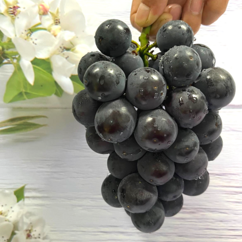고당도 거봉 제철 씨없는 거봉 여름과일 프리미엄 1kg 2kg, 일반거봉1kg, 1개