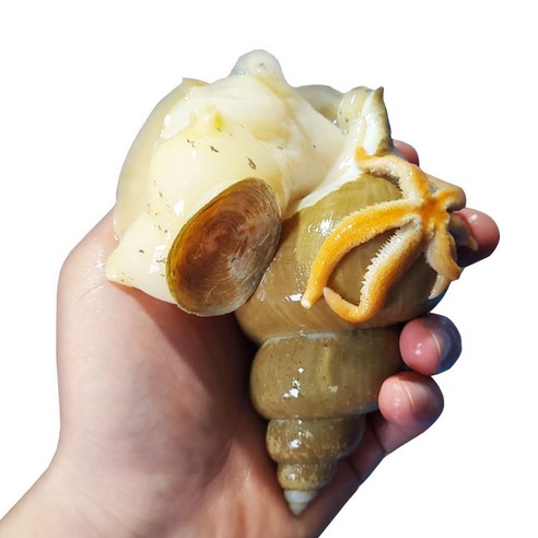 [잇팅나우ㅣ인기상품] 자연산 활 백골뱅이로 입맛을 사로잡으세요: 푸드랍 백고동 백골뱅이 [EatingNOWㅣ추천상품]