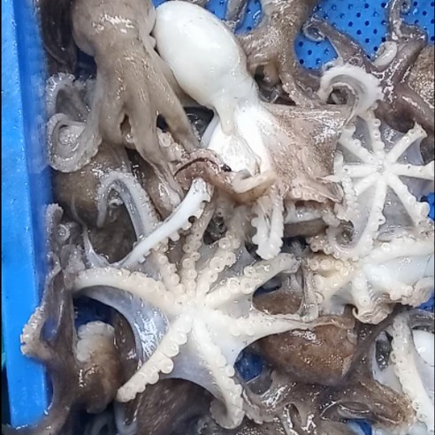 국내산 서해안 봄 냉동 알배기 알 쭈꾸미 주꾸미 1kg, 쭈꾸미 1kg, 1개