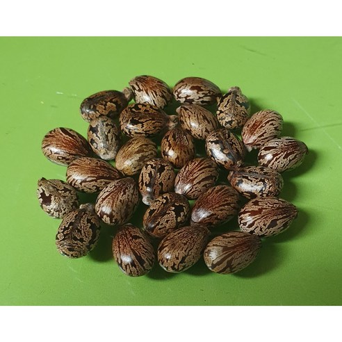 [남늘보] [직접재배] 붉은피마자(아주까리) 씨앗(종자) 20립