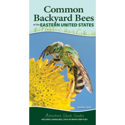 (영문도서) Common Native Bees of the Eastern United States: Your Way to Easily Identify Bees and Look-Al... Spiral, Adventure Publications, English, 9781647551582