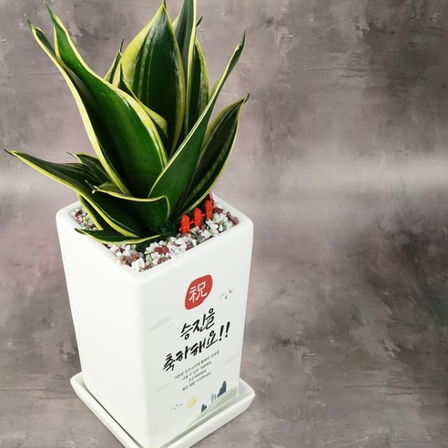 마음을 전하는 축하 메시지 화분