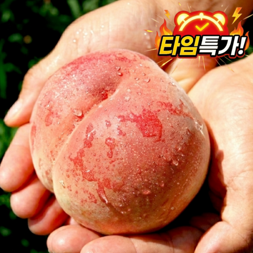 [타임특가] 고당도 하우스 백도 복숭아
