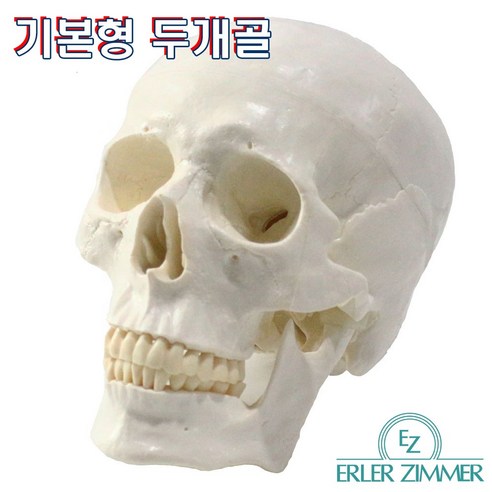 해부학 학습의 효율을 높이는 ERLER ZIMMER SKULL 두개골 모형