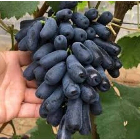 [프리미엄 등급] 씨 없는 고당도 블랙사파이어 포도 가지포도, 1개, 블랙사파이어 2kg