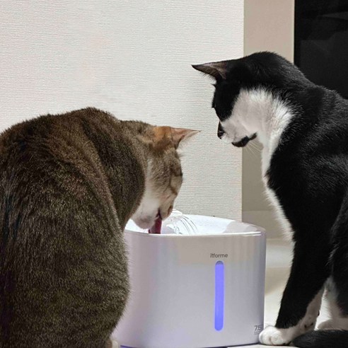 7.5도 급수대 잇포미 고양이 강아지 정수기 3L 신선한 물을 넣어주는 최상의 선택