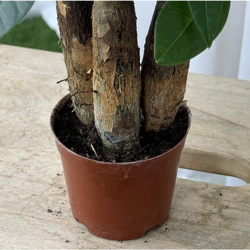 파키라 하나로 완성하는 싱그러운 플랜테리어