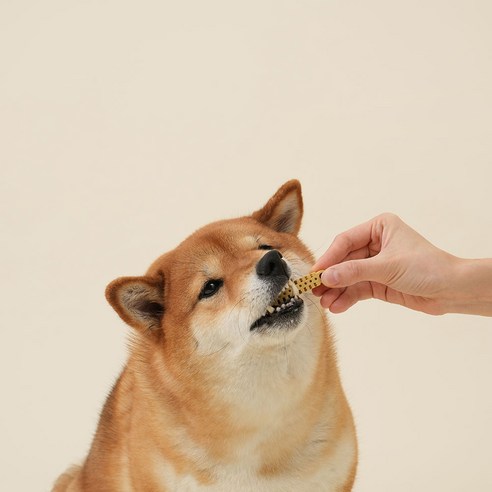 강아지의 건강한 치아와 잇몸을 위한 완벽한 솔루션
