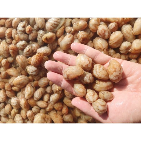 [산지직송] 경남 진동 냉동 오만둥이 오만디 1kg, 냉동 오만둥이 5k..., 1개 - 해물모듬/기타 | 쿠팡