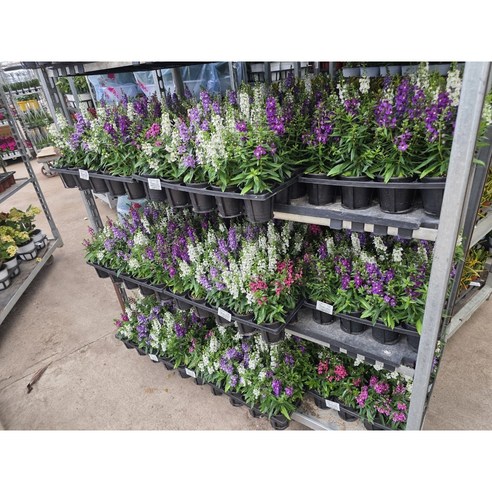 매일 아침 나를 미소짓게 하는 마법, 안젤로니아 꽃 모종 키우기