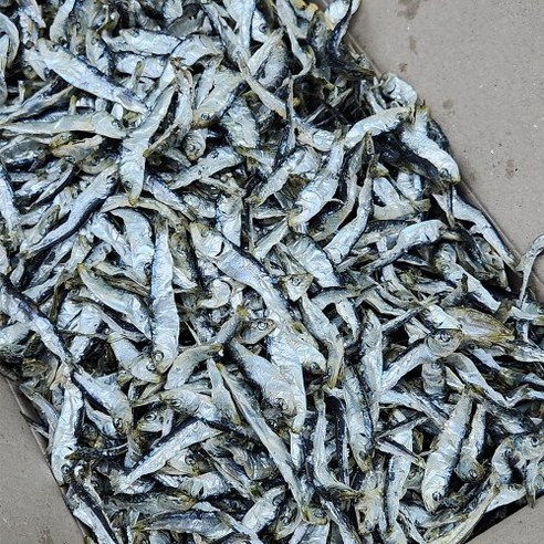 오늘의바다 남해안 햇 솔치 청어새끼 1.5kg 안주 조림용 멸치 (당해 생산), 1개
