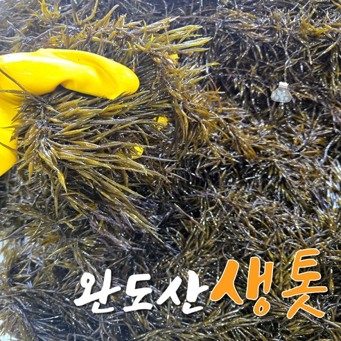 완도 생톳 당일채취 제철 해초 생 톳 1kg / 2kg / 4kg 지아수산, 1개, 8kg