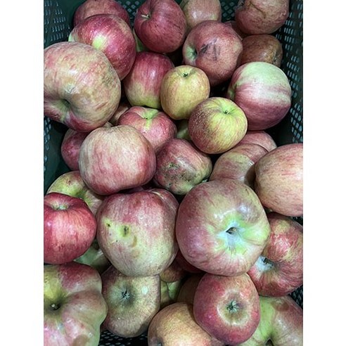 흠집 있어도 맛은 최고! 별담농 아침이슬사과 주스용으로 건강한 주스 라이프를 즐기세요.