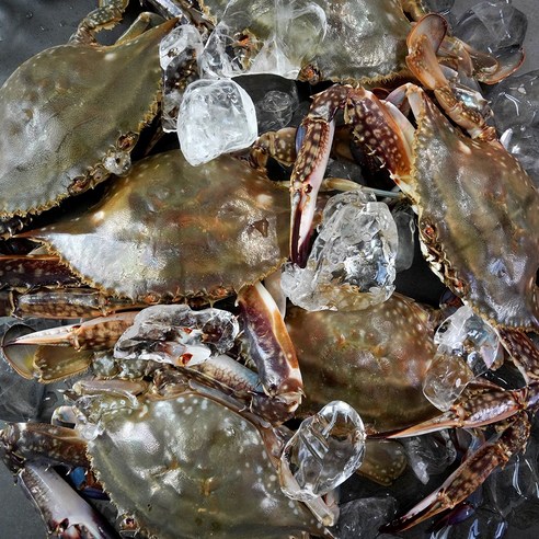 오늘 저녁, 알 꽉 찬 암꽃게로 잃어버린 입맛을 되찾아보세요!