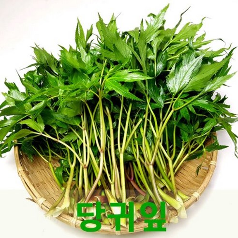 당귀잎1kg 쌈채소 장아찌용 건강채소, 1개 상추4kg 당귀잎1kg 쌈채소 장아찌용 건강채소, 1개 상추4kg