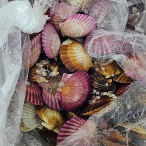 (산지직송)통영 제철 세척 홍가리비 1kg 국내산 통영가리비 제철 싱싱한 여행용 캠핑요리 찜 구이 제철음식, 2개, 2개