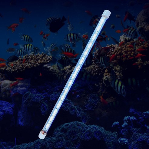 방수 수족관 조명으로 수중 서식지를 밝히는 아쿠아블루 수족관조명