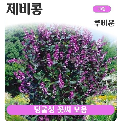 덩굴성 꽃씨 모음, 18. 페츄니아 오페라슈프림 라일락아이스 10립, 1개