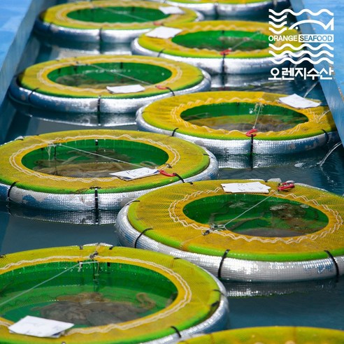 해남 뻘낙지로 만든 맛있는 구이와 탕