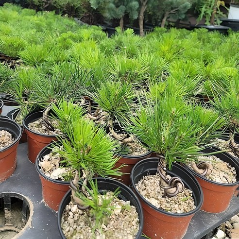 푸르른 생명력을 집안으로, 분재형 소나무 재입고 소식 소나무묘목