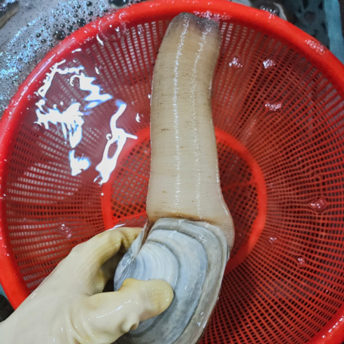 거제의 숨결, 자연산 코끼리 조개의 황홀경에 빠지다