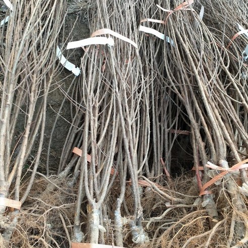 탐스러운 붉은 열매, 정원을 물들이는 앵두나무 한 그루의 기쁨