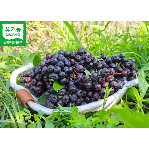 (특품)2023년 꼭지제거 햇 아로니아생과 무농약유기농인증 유산아로니아, 4kg