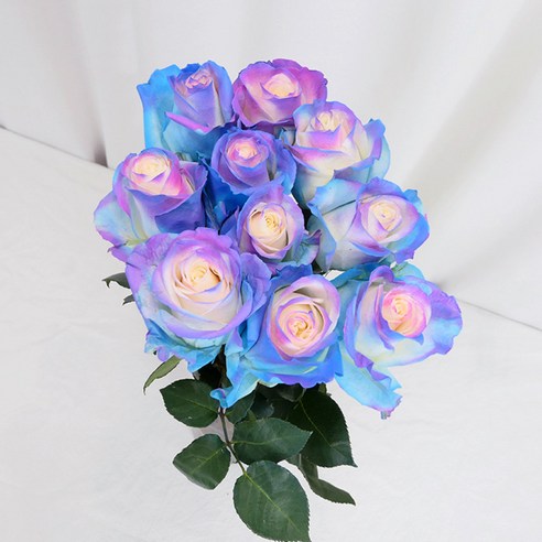 매혹적인 장미로 사랑과 아름다움을 표현하는 로즈온리 오로라 수입장미 한단