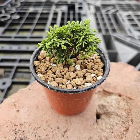 작은 행복을 심다: 미니 청짜보로 나만의 특별한 정원을 만드는 방법 청짜보