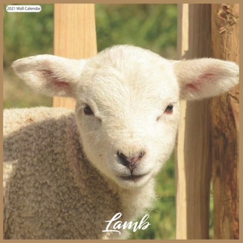 Lamb 2021 Wall Calendar: Official Sheeps 2021 Wall Calendar 18 months Paperback, Independently Published, English, 9798586991683